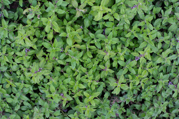 Pineapple mint bush with ornamental variegated green and white leaves in the garden, aromatic fresh organic mint outdoors. Mentha suaveolens Variegata.