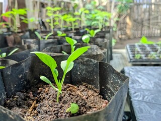 Plant pak choy vegetable seeds using polybags and soil planting media. - obrazy, fototapety, plakaty