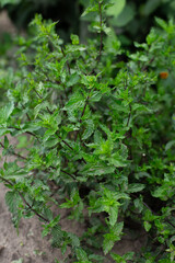 Mint bush with green leaves in the garden, aromatic fresh organic mint outdoors. - 762334508