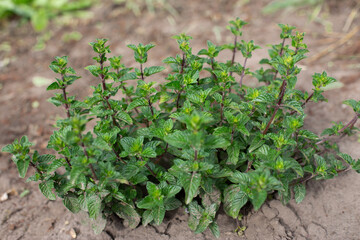 Mint bush with green leaves in the garden, aromatic fresh organic mint outdoors. - 762334706
