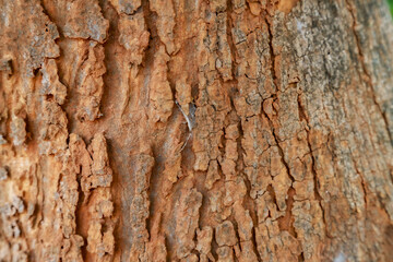 tree in nature