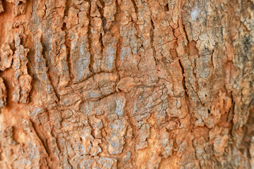 tree in nature