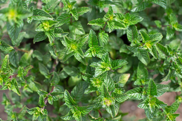 Mint bush with green leaves in the garden, aromatic fresh organic mint outdoors.