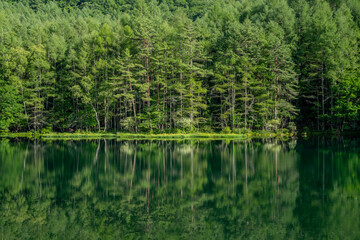 Obraz premium 緑のリフレクション