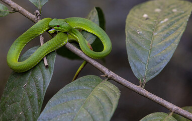 Pit Viper on the branch or a tree.
