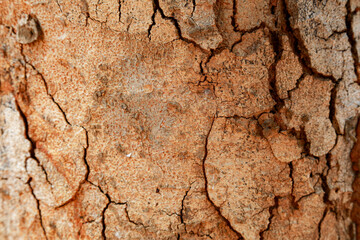 Fototapeta premium tree in nature