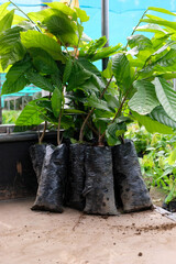 Close up of cacao tree plants in black plastic grow bags ready to be delivered to the farmers from...