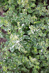 Pineapple mint bush with ornamental variegated green and white leaves in the garden, aromatic fresh organic mint outdoors. Mentha suaveolens Variegata. - 762335537