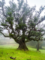 View of Til trees (Ocotea foetens) with fog at Fanal forest station on Madeira island, Portugal