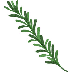 Rosemarry - Hand Drawn Illustration of aromatic evergreen spice