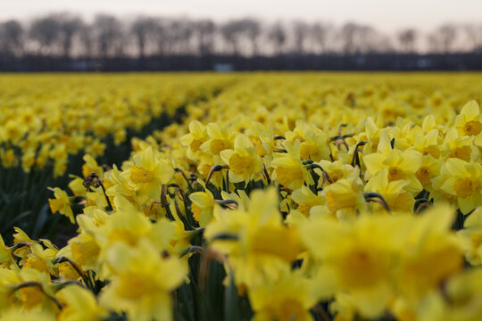 Cultivated field of daffodils or narcisus
