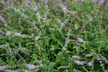 Strawberry mint bush with fine small green leaves in the garden, aromatic fresh organic mint with with purple flowers outdoors. Mentha spicata Almira. - 762341309