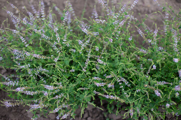 Strawberry mint bush with fine small green leaves in the garden, aromatic fresh organic mint with with purple flowers outdoors. Mentha spicata Almira. - 762341945