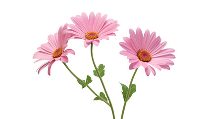 pink gerber daisies isolated on transparent background cutout