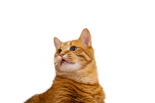 portrait of a domestic, beautiful purebred ginger cat, ordinary cat on white background. Close-up pet in home.