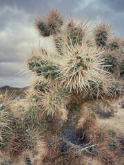 California Cactus