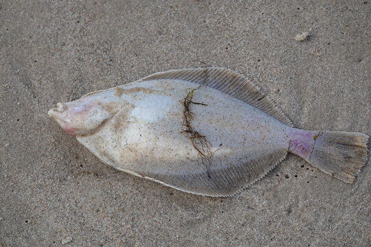 frischer Fisch - angesp&uuml;lter Plattfisch am Strand