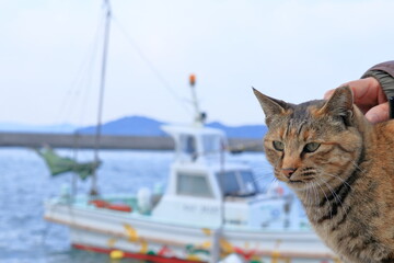 漁港で出会った島猫　冬　（香川県　高松市　男木島）
