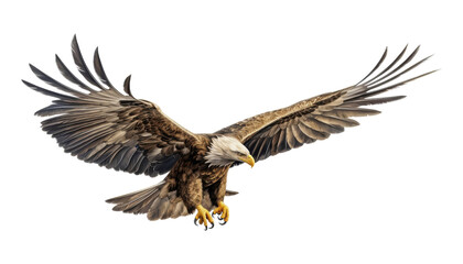 Fototapeta premium american bald eagle isolated on transparent background cutout