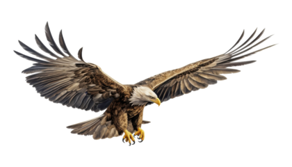 american bald eagle isolated on transparent background cutout