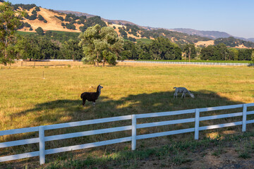 Alpacas and llamas in the meadow behind the fence against the backdrop of the hills