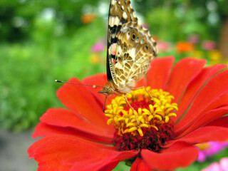 close-up of Monarch Butterfly feeds on the red Zinnia flower  at the meadow   in summer day