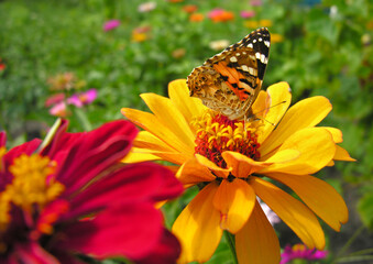 close-up of Monarch Butterfly feeds on the yellow Zinnia flower  at the meadow   in summer day