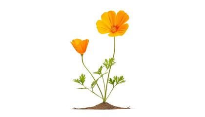 orange flower on ground isolated on transparent background cutout