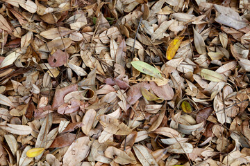 leaves on the ground