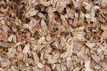 leaves on the ground