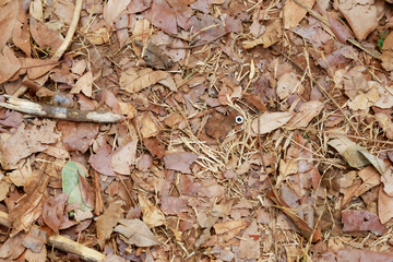 leaves on the ground