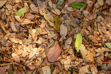 leaves on the ground