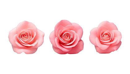 three pink roses isolated on transparent background cutout