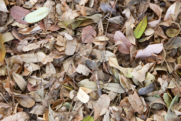 leaves on the ground