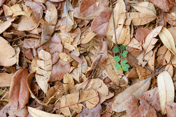 leaves on the ground