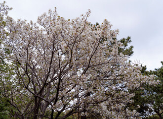 桜 さくら　sakura　曇り空
