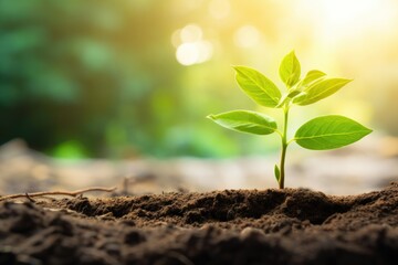 Fototapeta premium A small plant emerging from the earth, suitable for nature and growth concepts