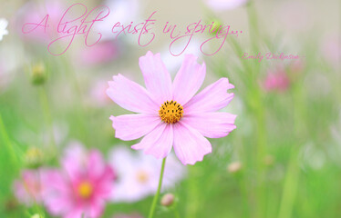 Fototapeta premium Spring Flower