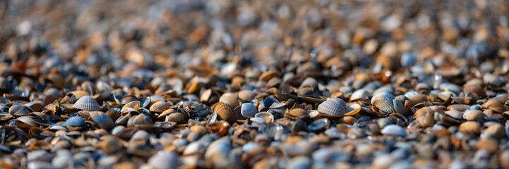 Panoramic beach background pattern with hundreds of colorful sea shells lying on the sand at low tide. Mussels, fragments of shells and sand in natural reserve and national park “Wattenmeer“ Germany. - obrazy, fototapety, plakaty