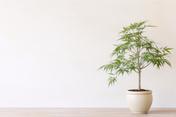 Fototapeta premium Small plant in a cream pot against a white wall. 