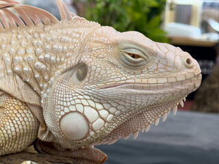 head of iguana close up