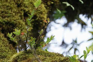 moss on the tree in the rainforest