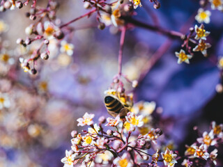 beauty of spring as a bee gracefully lands on a vibrant flower, symbolizing the renewal of life and the bustling activity of nature during this season of growth and rejuvenation.