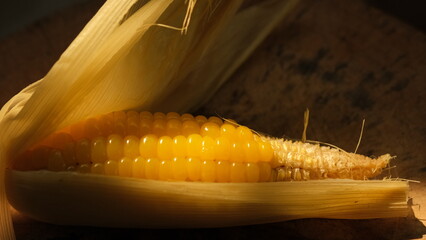 Corn that is being peeled and ready to eat.