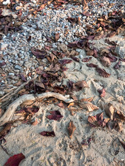 Fish by the sea with textured rocks and vibrant colors