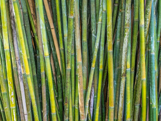 Closeup of Bamboo filling frame