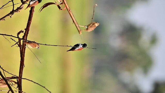  Tricoloured munia on a branch
