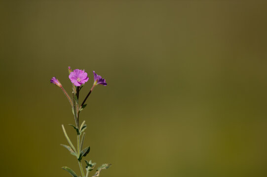 Pink coloured flower in nature. Flowering Great willowherb, Epilobium hirsutum