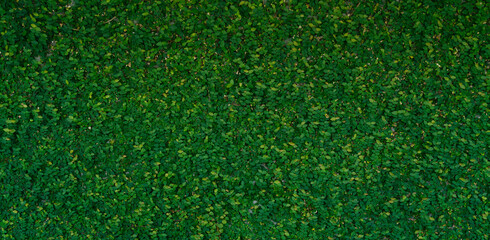 Creeping plant ( ficus pumila ) growing, decorative wall background, Creeping fig or climbing lives fig texture