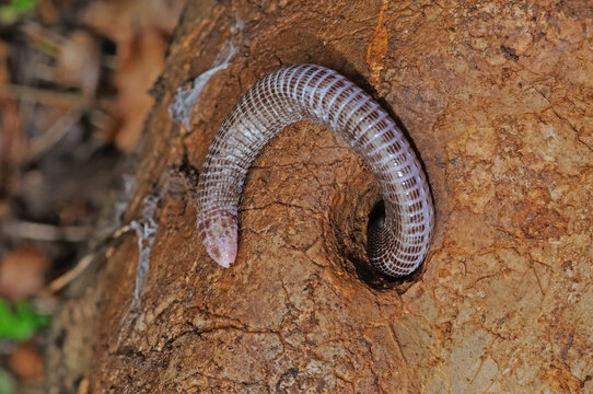 European blind snake in its natural habitat. Xerotyphlops vermicularis.